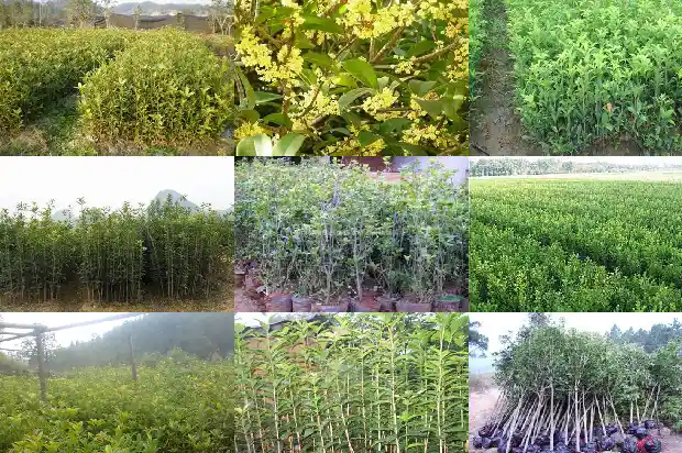 秋天的桂花树颜色1686963535621