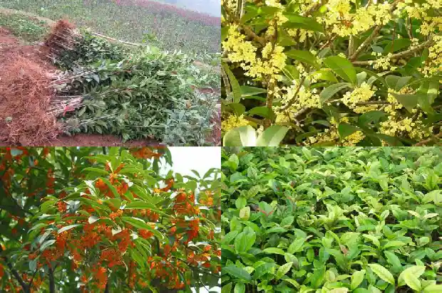 春天的桂花树是怎样的景象1686963553049