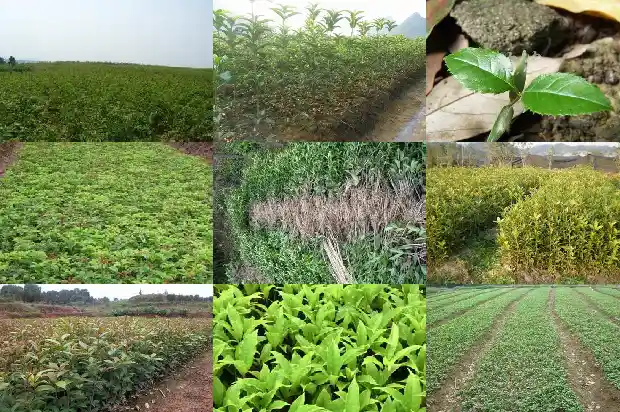 春天的桂花树什么样子1686963562462