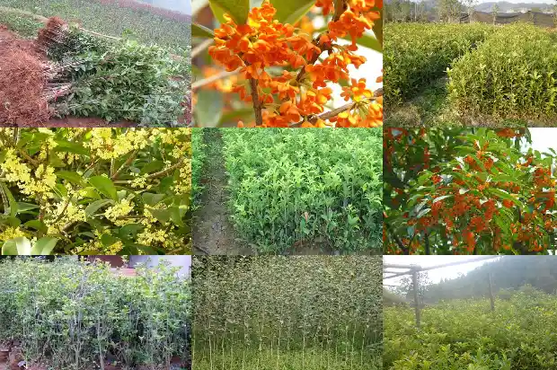 春天的桂花树什么样子1686963562509