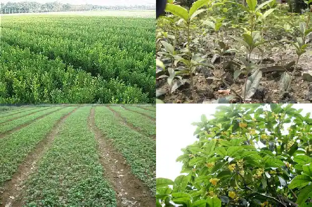 春天的桂花树是什么样的形状1686963593229