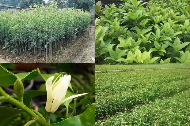 春天的桂花树是什么样的形状1686963593321