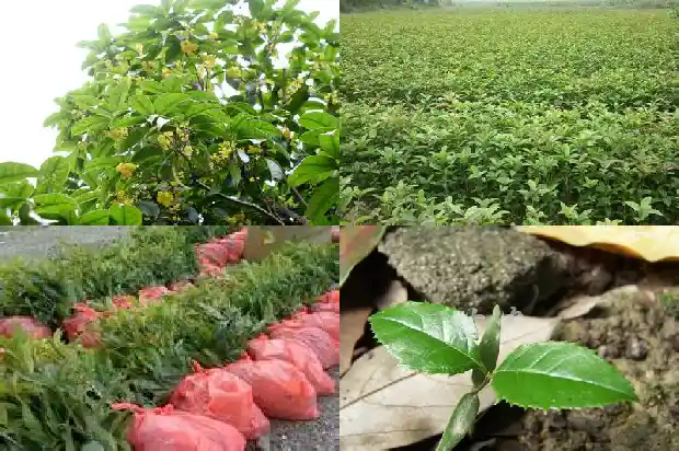 桂花春天的时候是什么颜色的1686963619597