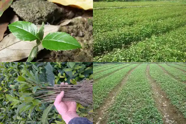 桂花老桩好不好1690417853311