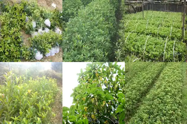 桂花春天的时候是什么颜色的1686963619739