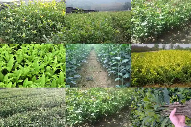 春天的桂花是什么颜色的1686963631522