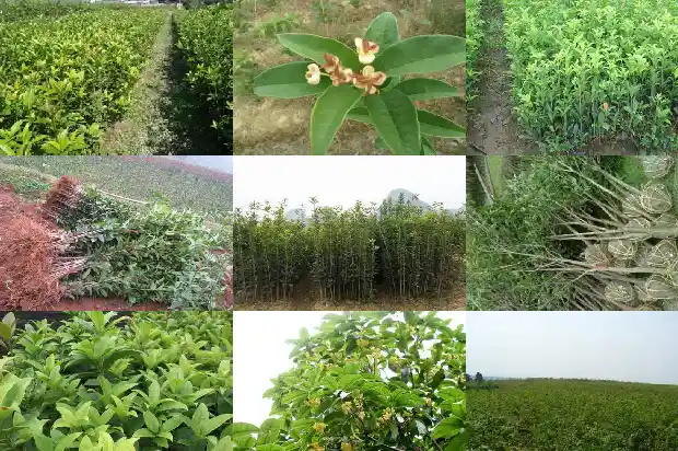桂花树一年四季都是绿色的吗怎么养护好看1687046981515