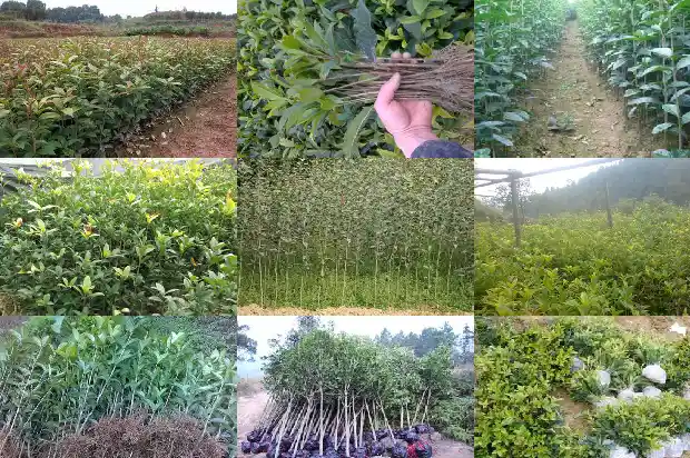 桂花树一年四季都是绿色的吗怎么养护好看1687046981563