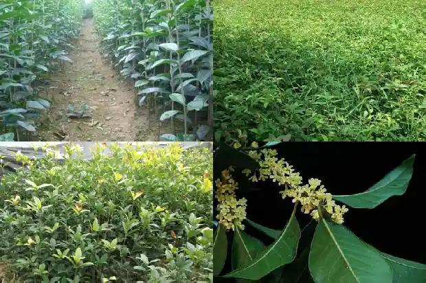 桂花树一年四季都是绿色的吗怎么养护好看1687046981610