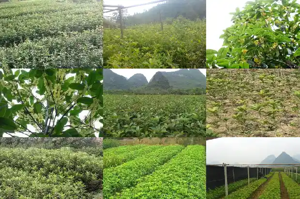 桂花树一年四季都是绿色的吗怎么养活的呢1687047030010