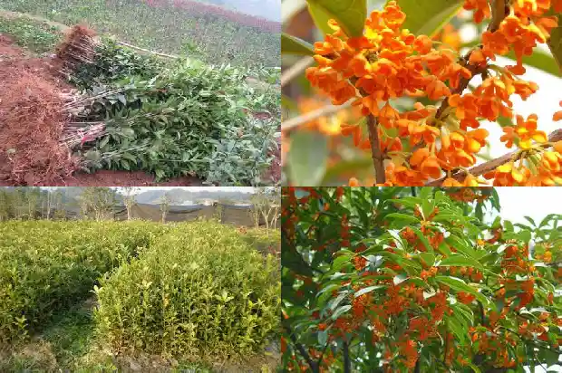 桂花树一年四季都是绿色的吗怎么养活的呢1687047030056