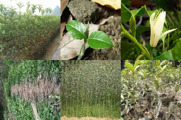 桂花树一年四季都是绿色的吗怎么养活的呢1687047030103