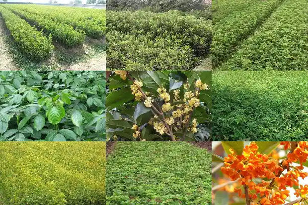 桂花树一年四季都是绿色的吗怎么养活的呢1687047030150