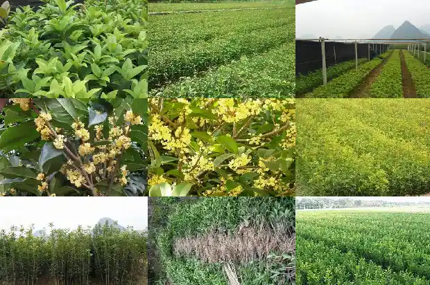 温江桂花苗价格1689899389440