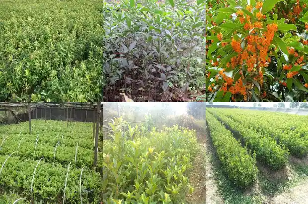 桂花一年能开几次1690504282203