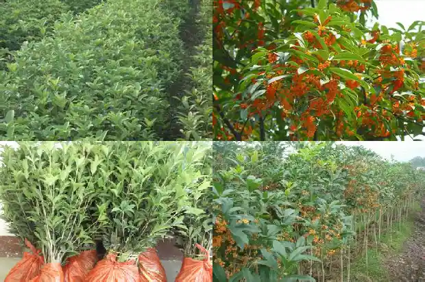 桂花树一年四季都是绿的吗怎么养活1687047362273