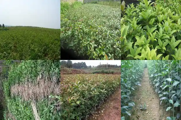 桂花是一年四季常青的吗1687047377375