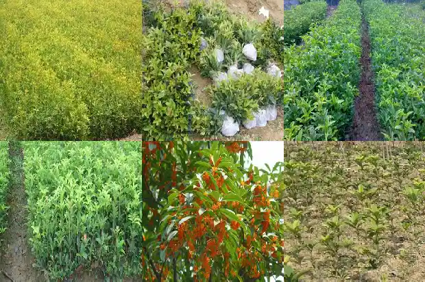 桂花是一年四季常青的吗1687047377422
