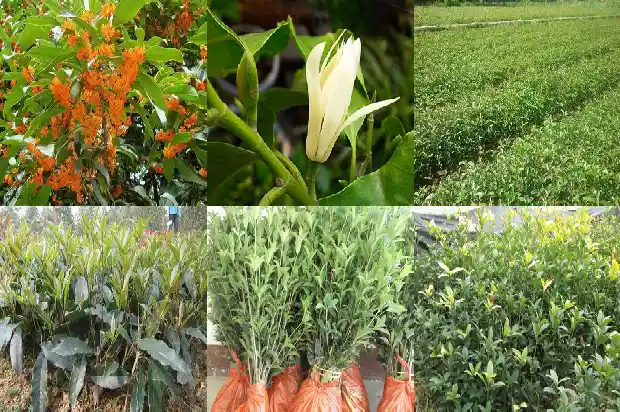 桂花树是四季常青的吗?1687047397040
