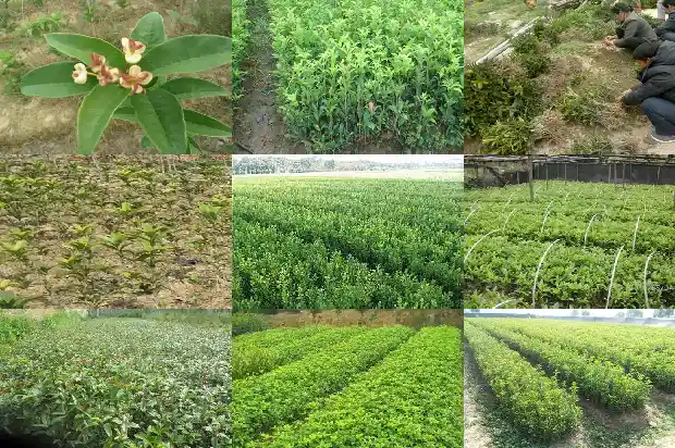 桂花树是四季常青的吗?1687047397086