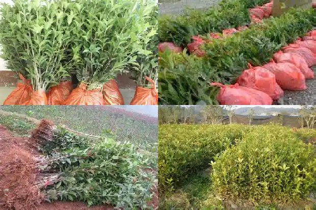 桂花树是四季常青的吗?1687047397133