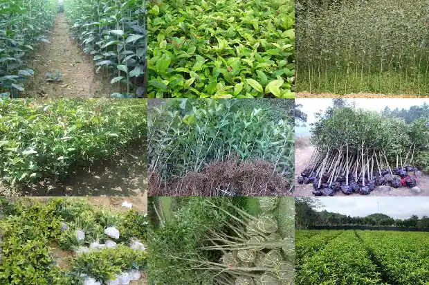 桂花树常青树还是落叶树1687047486807