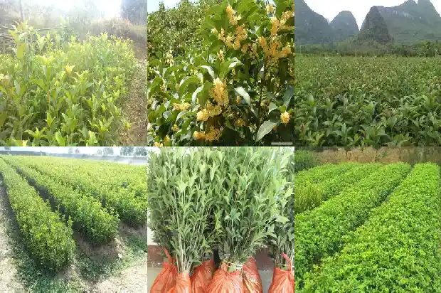 桂花树叶一年四季都是绿的吗1687047544180