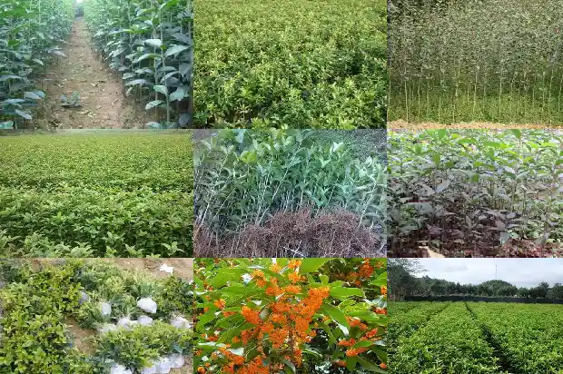 桂花树叶一年四季都是绿的吗1687047544273