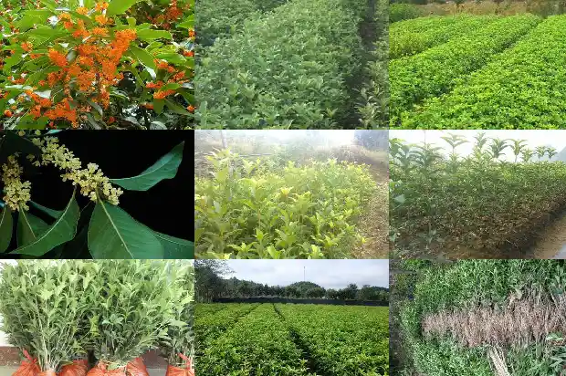 桂花树是一年四季都落叶子吗1687047576877