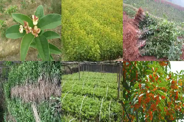 桂花树一年四季是什么样的状态呢1687047618257