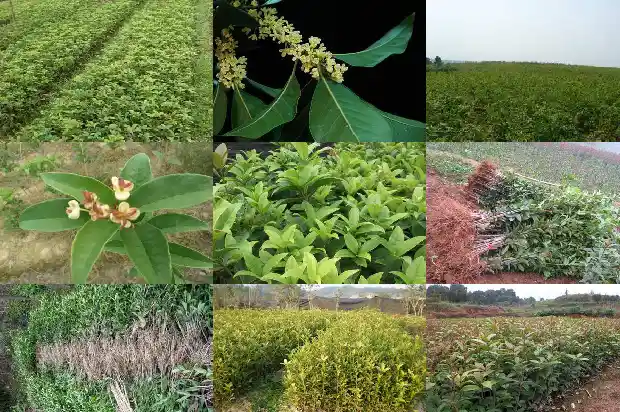桂花树一年四季是什么样的状态呢1687047618349