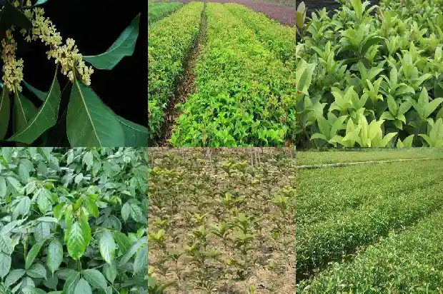 桂花树一年四季的样子用成语概括1687047635972