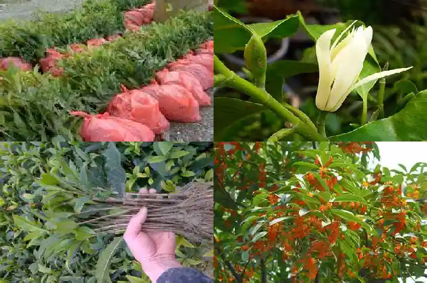 桂花树一年四季的样子用成语概括1687047636017