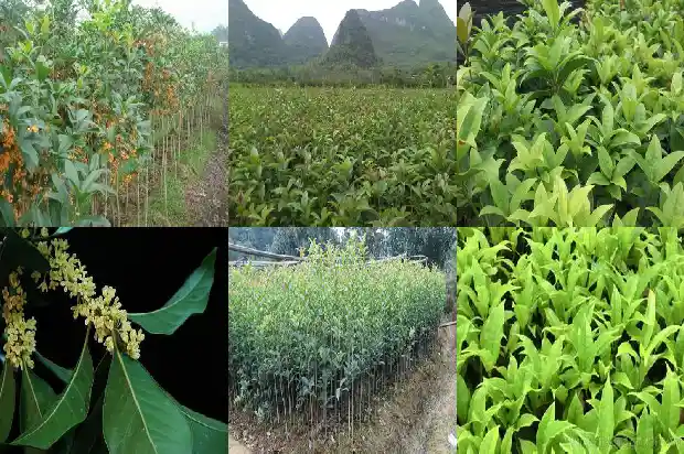桂花树一年四季的样子拟人1687047653216