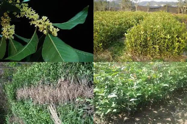 桂花树一年四季变化1687047672839