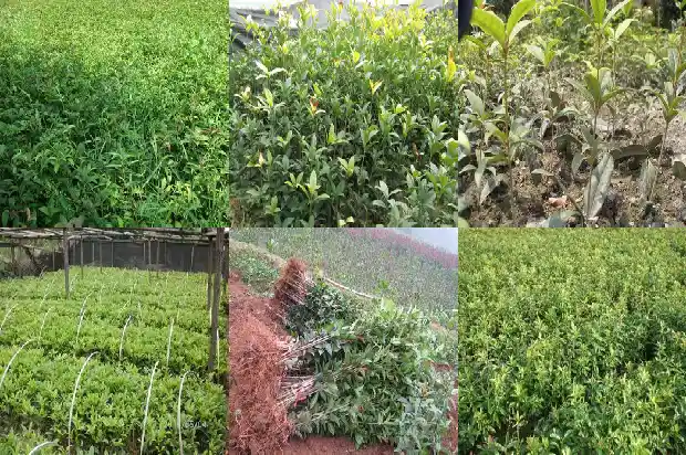 桂花树一年四季变化1687047672887