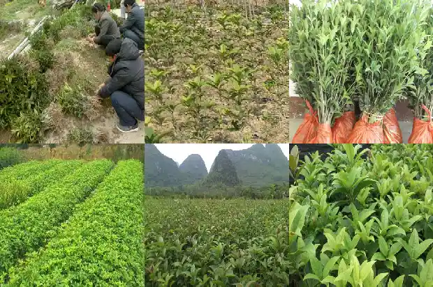 桂花树一年四季长什么样子的呢1687047692462