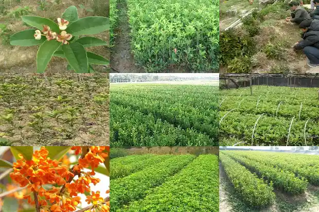 四季桂花树不长叶怎么办1687047766308