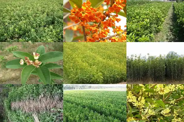 四季桂花不长叶是什么原因1687047801367