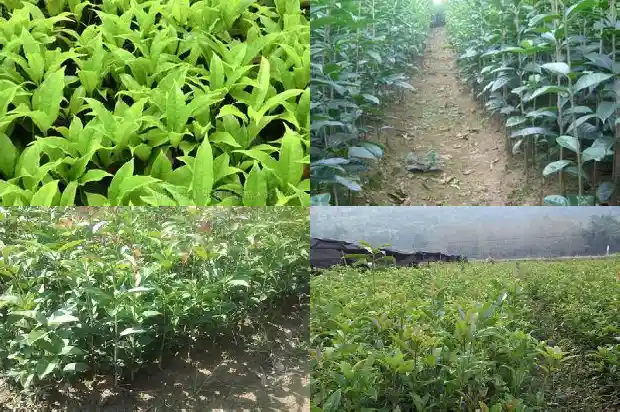 四季桂花只开花不长叶1687047823746