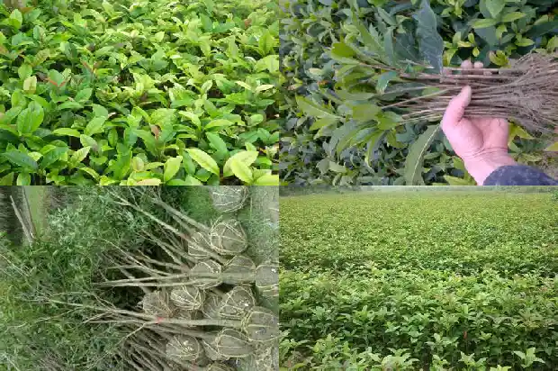 四季桂花只开花不长叶1687047823792