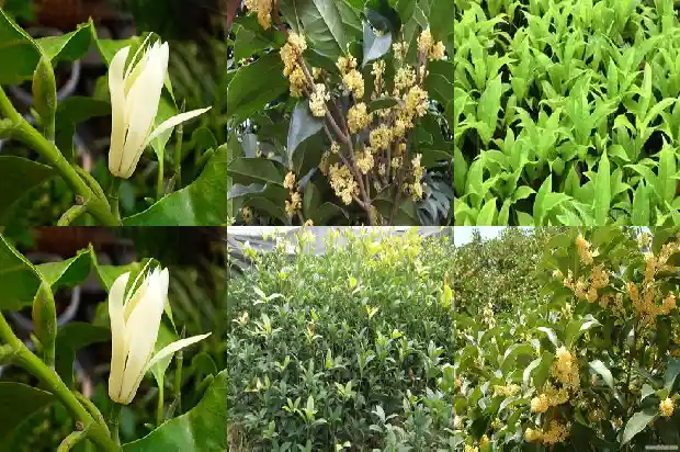四季桂花只开花不长叶1687047823838