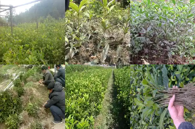 四季桂花树掉叶子1687047843752