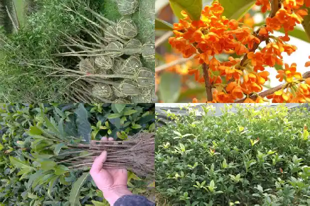 四季桂花不开花1687047863642