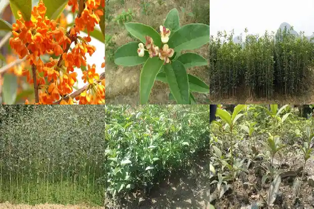 四季桂花不开花1687047863688