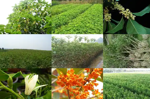 四季桂花树价格多少一棵呢1689899164829