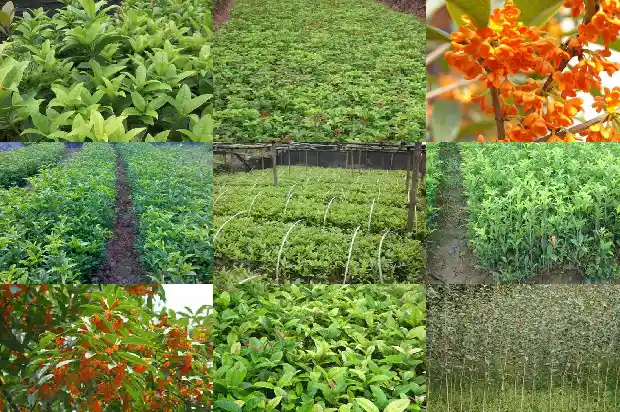 四季桂花树落叶厉害的原因1687047896422