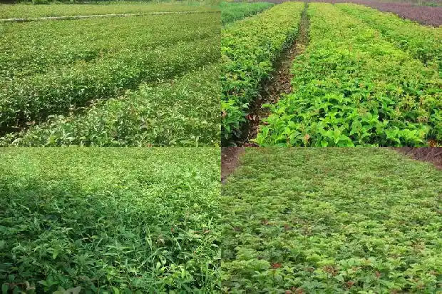 四季桂花树落叶厉害的原因1687047896515