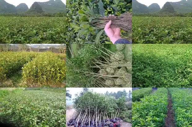 桂花熏酒的做法1688518073076