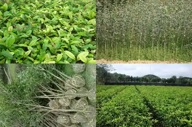 什么品种的桂花树最香甜1687047935422